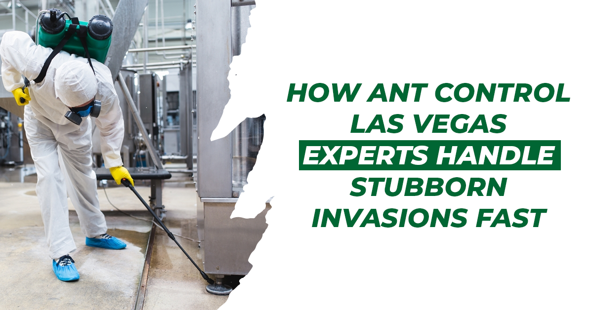9 Simple Yet Effective Ant Control Tips For Las Vegas Property Owners