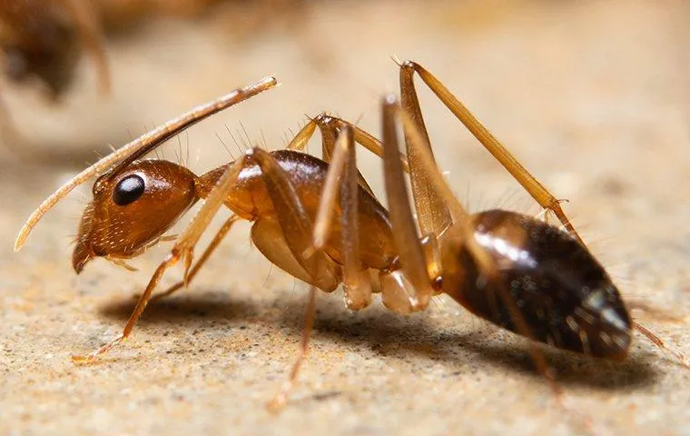 Ant Control 101: What Every Las Vegas Homeowner Ought To Know