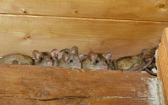 Are Roof Rats A Serious Problem To Have In Las Vegas?