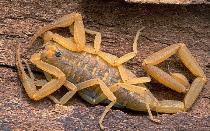 Are Scorpions in Las Vegas Dangerous?