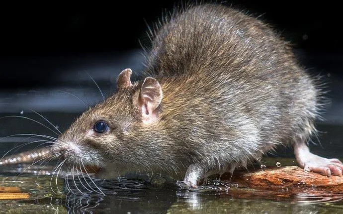 Do-It-Yourself Rodent Control In Las Vegas: Is It Worth It?