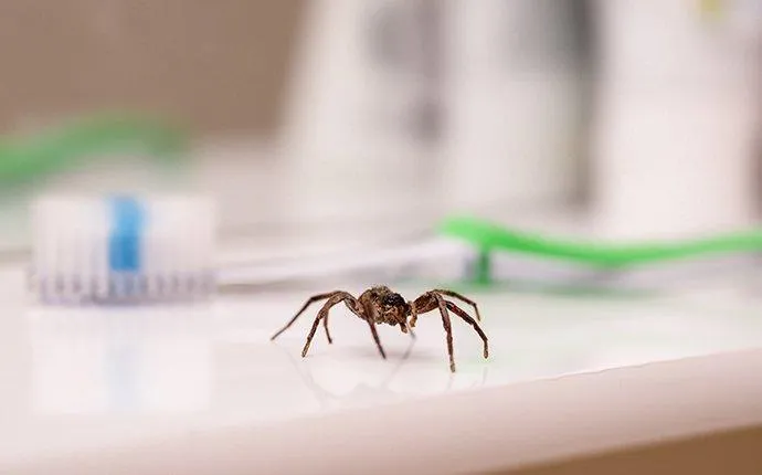 Five No-Hassle Ways To Keep Spiders Out Of Your Las Vegas Home