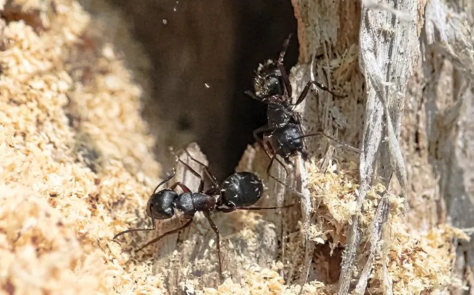 Five Signs Your Las Vegas Property Has Carpenter Ants