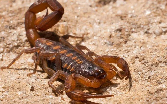 Four Effective Scorpion Control Tips For Las Vegas Properties