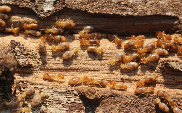 How To Get Rid Of Termites In My Las Vegas Home