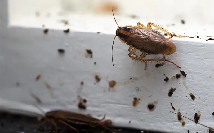 How to Tell If You Have a Roach Infestation