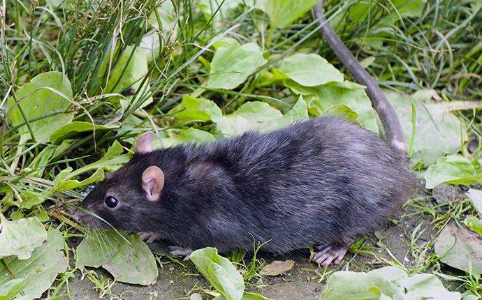 Las Vegas Property Owners' Complete Guide To Roof Rat Control