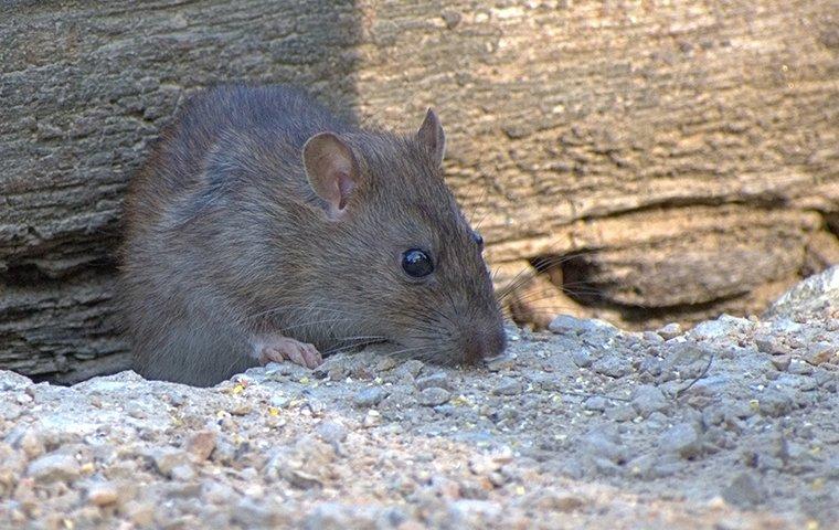 The Most Effective Rodent Control For Las Vegas Homeowners