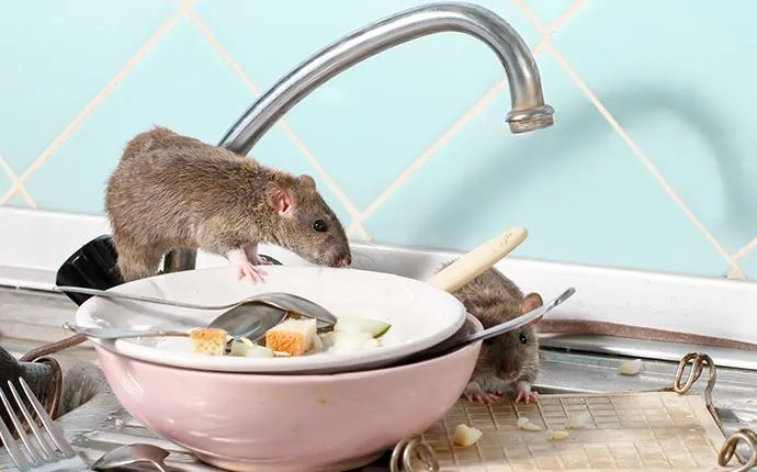 The Problems Rodents Bring To Your Las Vegas Home