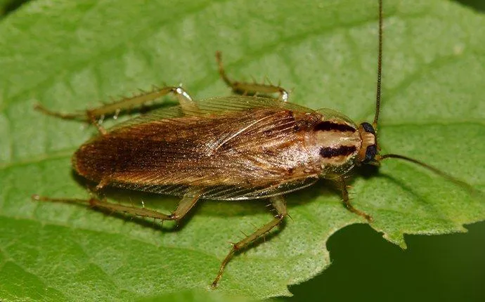 The Secret To Getting Rid Of Roaches In Your Las Vegas Home