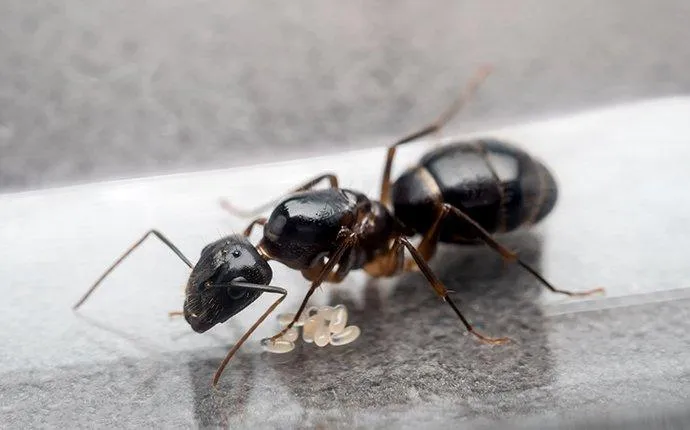 The Secret To Keeping Ants Away From Your Las Vegas Home