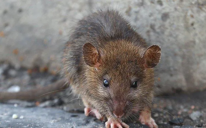 The Trick To Effective Rat Control For Your Las Vegas Property