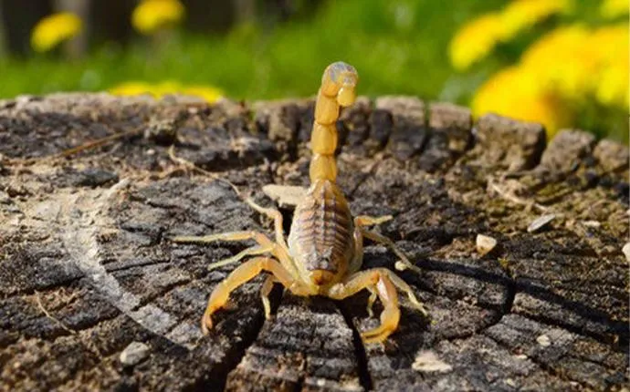 The Trick To Keeping Scorpions Off Your Las Vegas Property