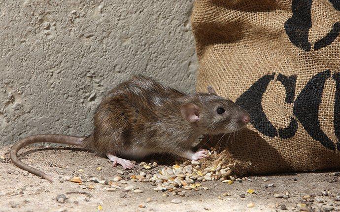 Total Rodent-Prevention Guide for Las Vegas Residents