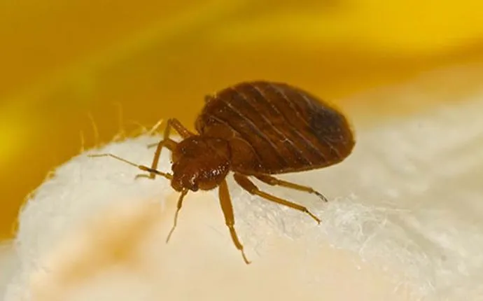 Travel Guide: How to Stay Bed Bug-Free