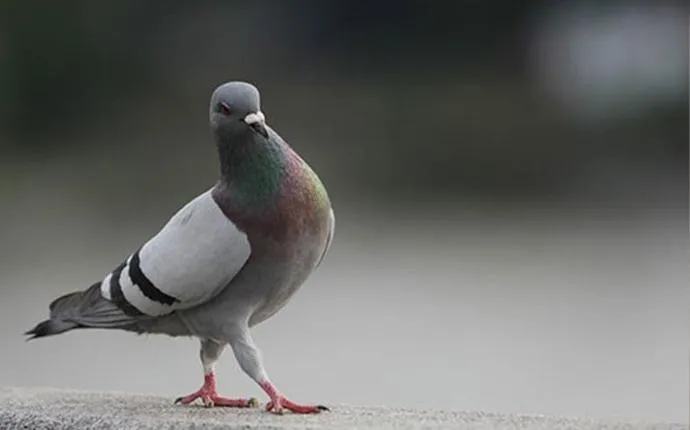 Types of Nuisance Birds in Las Vegas