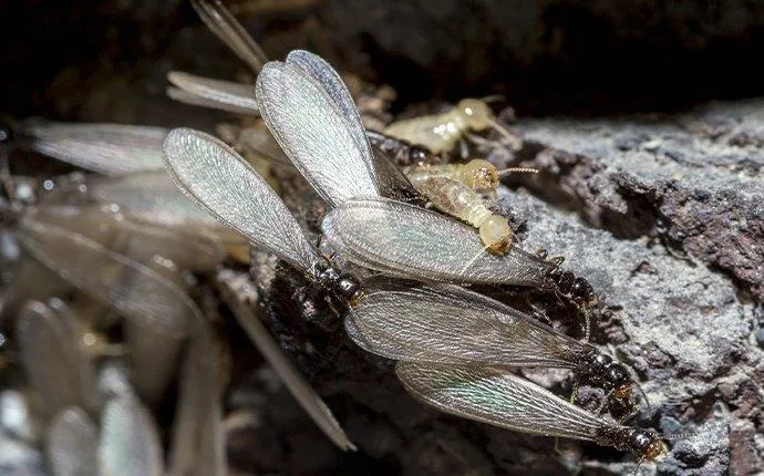 What Las Vegas Property Owners Should Know About Termite Swarmers