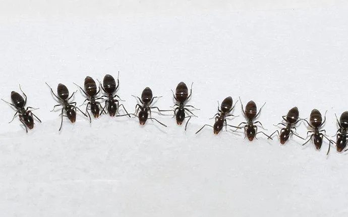 What to Do About Odorous House Ants In My Las Vegas, NV Home