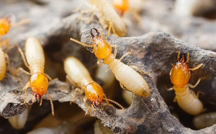 What To Do About Termites On Your Las Vegas Property