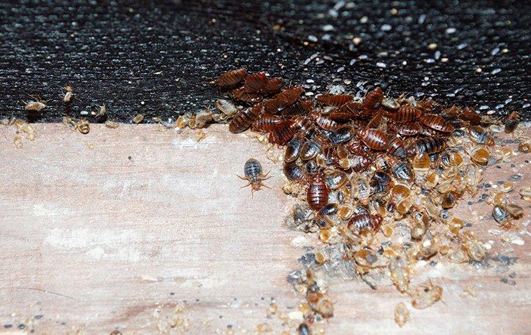 When Is Bed Bug Season In Dixon?