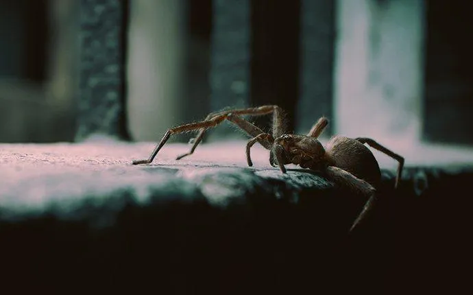 Which Las Vegas Spiders Are Dangerous?