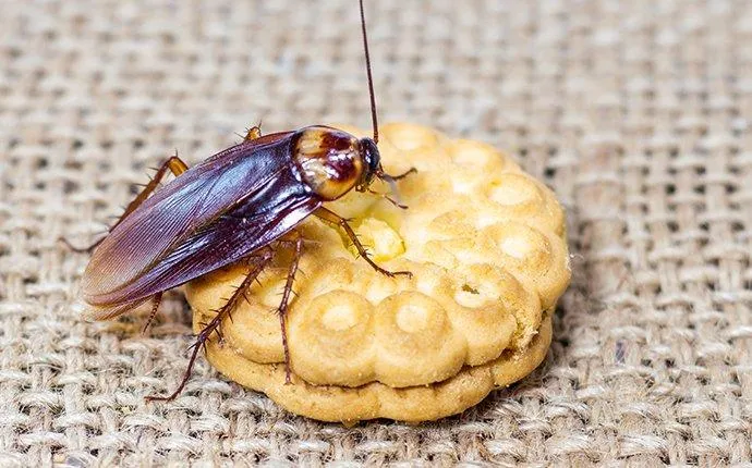 Why Roaches Are Hard To Get Out Of Las Vegas Homes